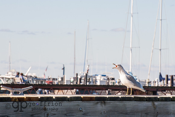 Gulls over Green Bay