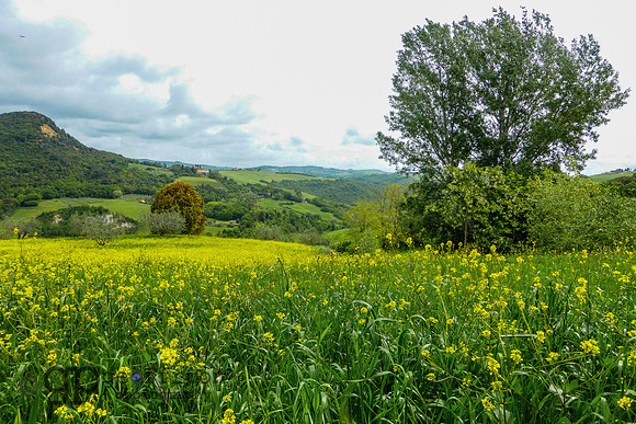 Tuscany Countryside