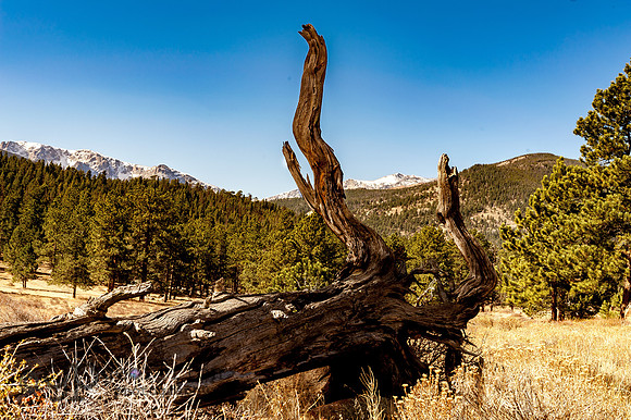 Wood Formerly Known as Tree