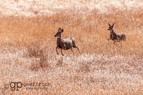 Running Deer