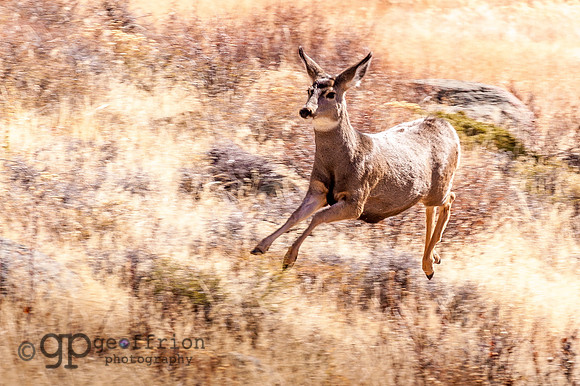 Running Deer