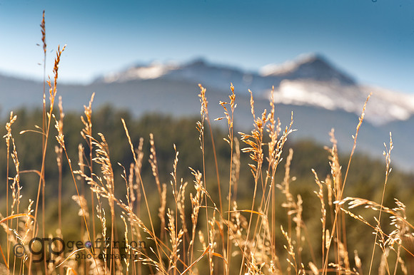 Tall Grasses