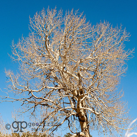 The One Tree