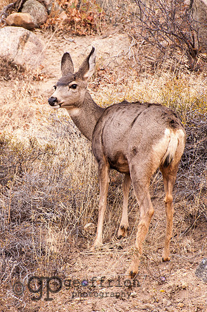 Fawn