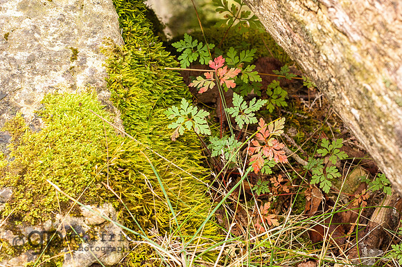 Ferns in Autumn