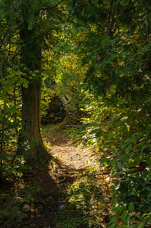 Tunnel through Woods
