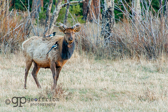 RMNP Molting Elk with Magpies