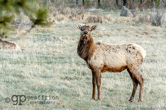 RMNP Molting Elk