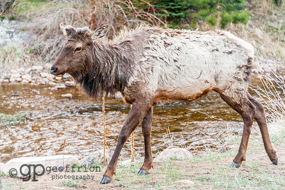 RMNP Molting Elk