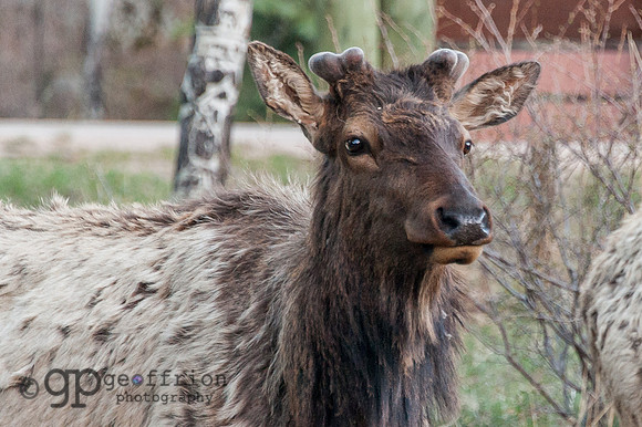 RMNP Molting Elk