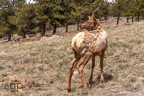 RMNP Molting Elk