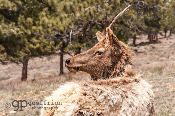 RMNP Molting Elk
