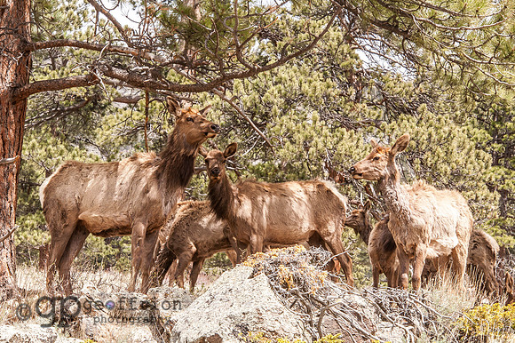 RMNP Molting Elk