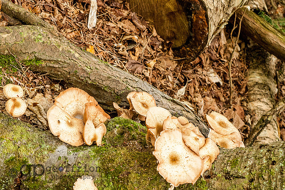 Wild Mushrooms