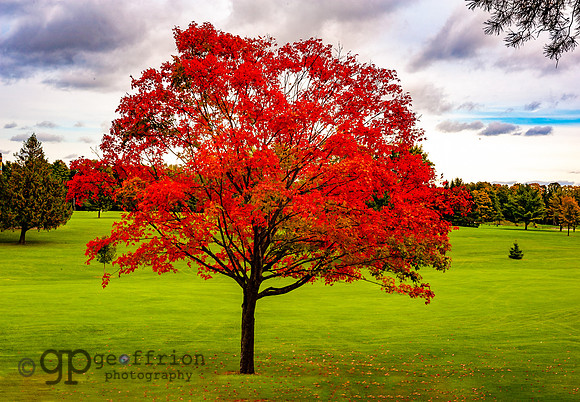 Red Autumn Tree