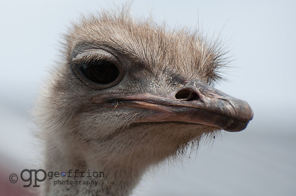 Ostrich