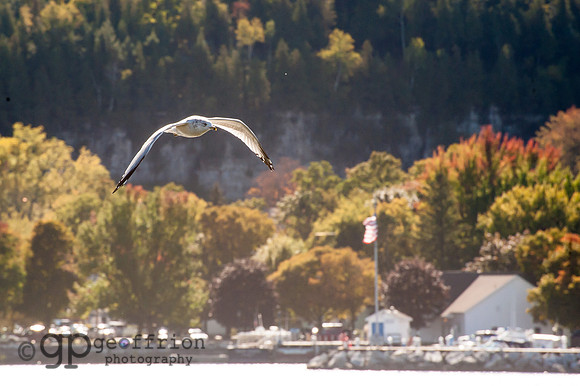 Gulls over Green Bay