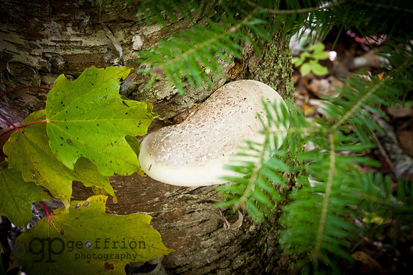 Forest floor