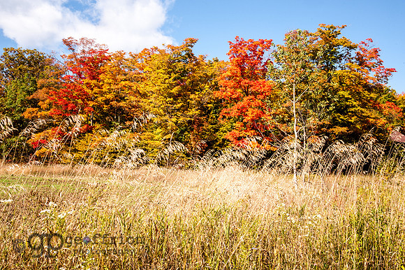 Full array of autumn colors
