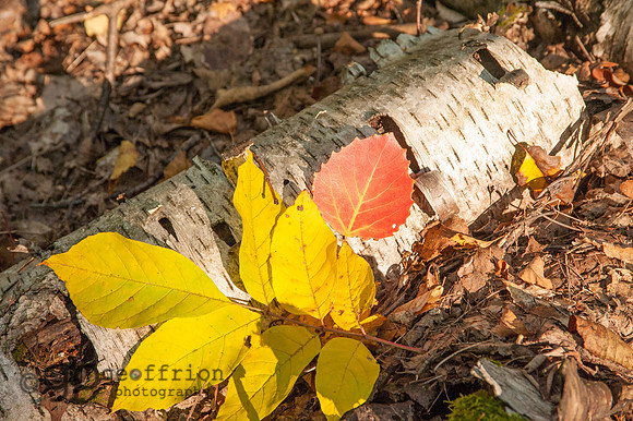 Fallen Limb in Peninsula State Park