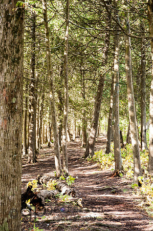 Path in Newport State Park