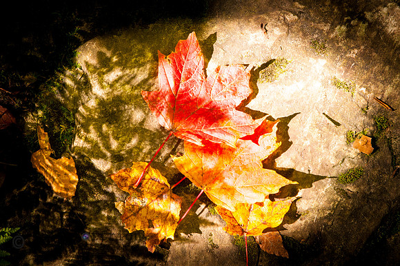 Forest floor