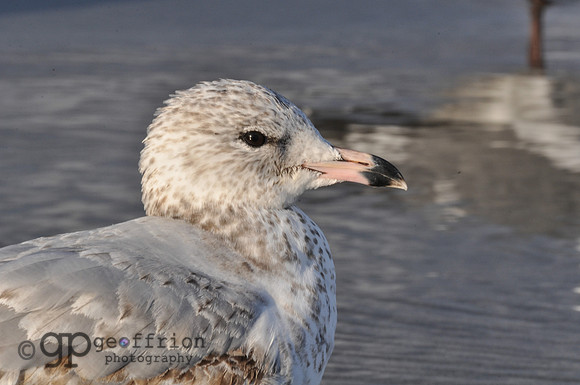 Seagulls Enjoying Low Tide