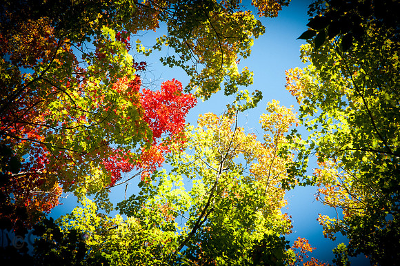 Autumn colors